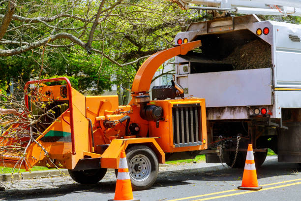 Tree and Shrub Care